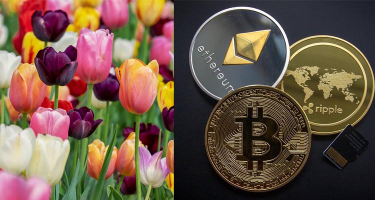tulips and cryptocurrencies side by side